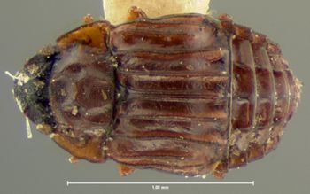 Media type: image;   Entomology 6621 Aspect: habitus dorsal view